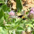 Hemaris diffinis