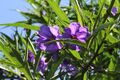 Паслён птичий (Solanum aviculare)