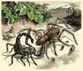 Фаланга и скорпион