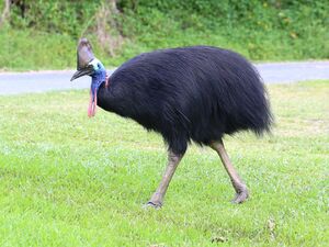 Southern Cassowary 7071.jpg