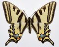 Papilio alexanor orientalis — подвид впервые описанный Романовым в 1884 году из Закавказья