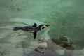 Плывущий пингвин Гумбольдта в Дублинском зоопарке