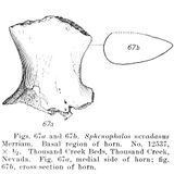 Основание рога Sphenophalos nevadanus