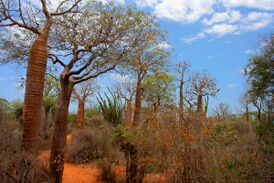 Колючий лес в Ифати, Мадагаскар, заметны различные виды адансонии (Adansonia), Madagascar ocotillo и другие растения.