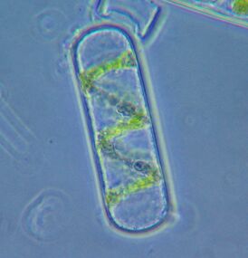 Рис. 24. Клетка Spyrogira (отделенная от филамента водорослей) в условиях фазового контраста
