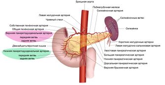 Кровоснабжение селезёнки, поджелудочной железы и двенадцатипёрстной кишки