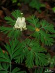 Dicentra canadensis