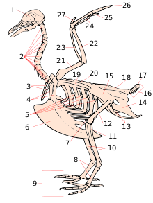 Squelette oiseau.svg