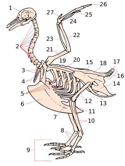 Скелет птицы на примере голубя