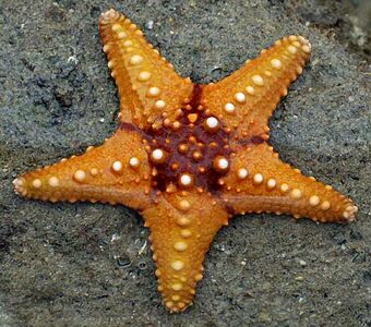 Иглокожие, например морские звёзды, обладают пентасимметрией
