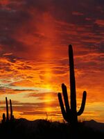 Солнечный столб на закате в пустыне (Тусон, Аризона, США)