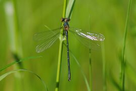 Lestes vigilax