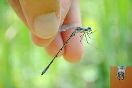 Lestes forcipatus