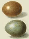 Яйца этого вида могут иметь разную окраску
