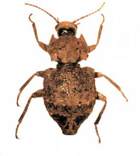 Ulodidae