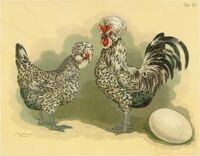 Tab40 Hühner (Geflügel-Album, Jean Bungartz, 1885).jpg