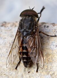 Tabanus bovinus (44593523812) (cropped).jpg