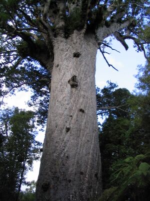 Tane mahuta.JPG