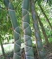 Бамбук в Японии