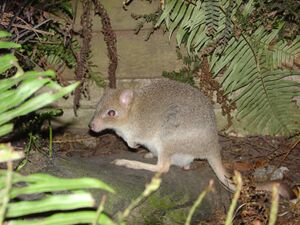 Bettongia gaimardi