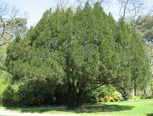 Taxus baccata01 by Line1.jpg