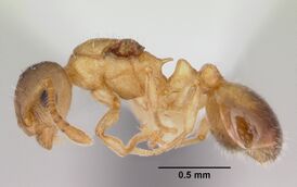 Temnothorax minutissimus