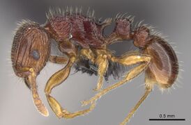 Tetramorium mars