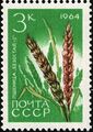 Сорт пшеницы «Безостая 1»