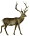 The deer of all lands (1898) Hangul white background.png