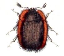 Thymalus limbatus