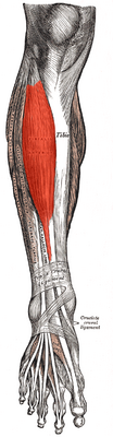 Передняя большеберцовая мышца выделена красным