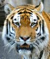 У животных чаще всего зеркальная симметрия, как например у этого тигра