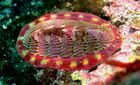 Tonicella lineata