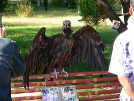 Чёрный гриф в Ташкентском зоопарке. 2007 год