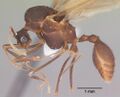 Крылатый самец Trachymyrmex jamaicensis