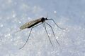 Зимние комары (Trichoceridae), 200 видов