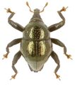 Trigonopterus aeneus