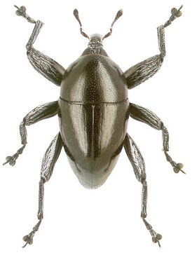 Trigonopterus koveorum