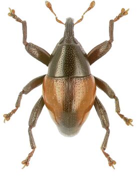 Trigonopterus mimicus