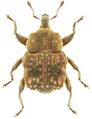 Trigonopterus ptolycoides