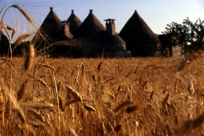 Труллы возле Мартина-Франка среди пшеничных полей