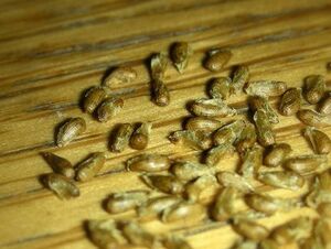 Turnera ulmifolia seeds