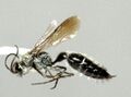 Typhoctes peuliaris, самец