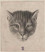 Вацлав Холлар. Портрет кота. № 2108. Надпись «WHollar fecit / 1646»
