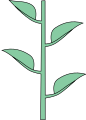 Двухрядное листорасположение — супротивное расположение листьев в одной плоскости