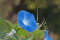 «Утреннее сияние» (лат. Ipomoea violacea) содержит производные лизергиновой кислоты