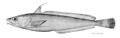 Urophycis tenuisruen