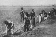Подготовка армян к обороне: рытьё окопов