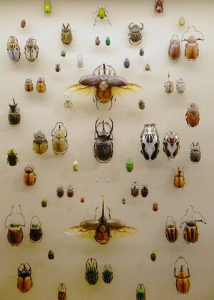 WLA vanda Collection of Beetles.jpg