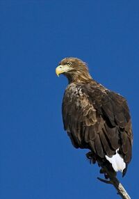 White tailed eagle